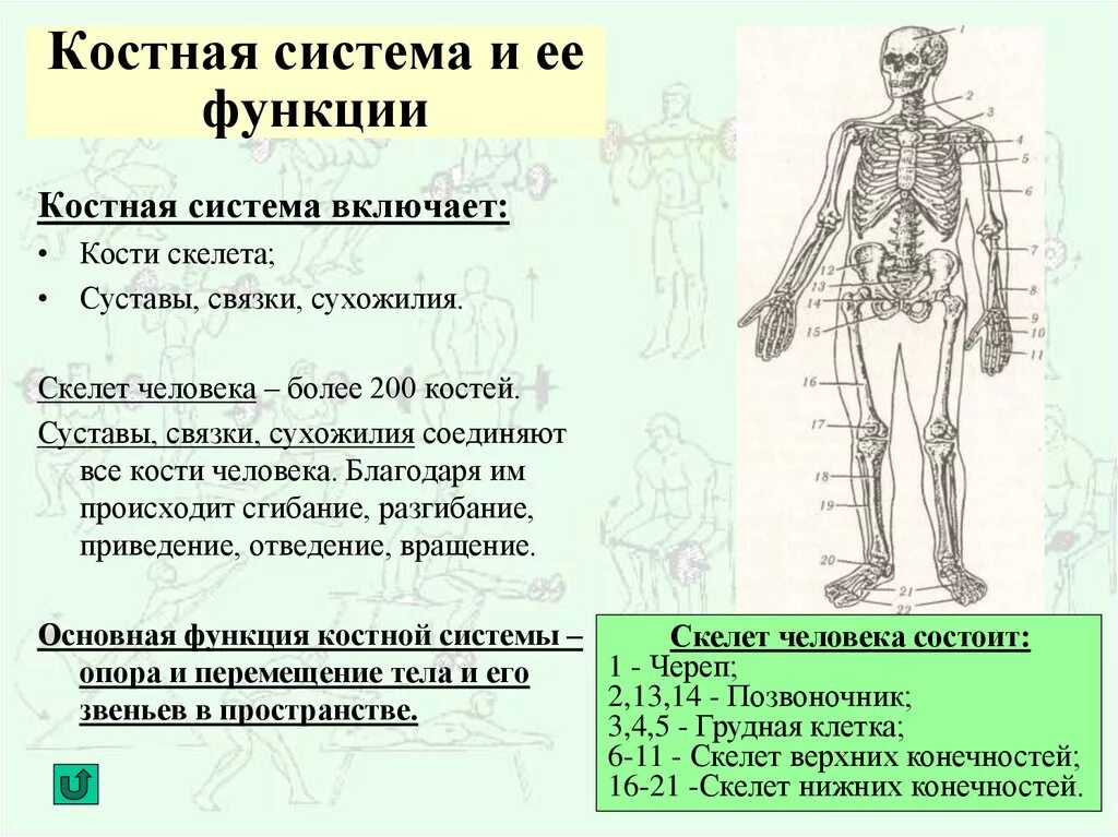 Скелетная органы и функции