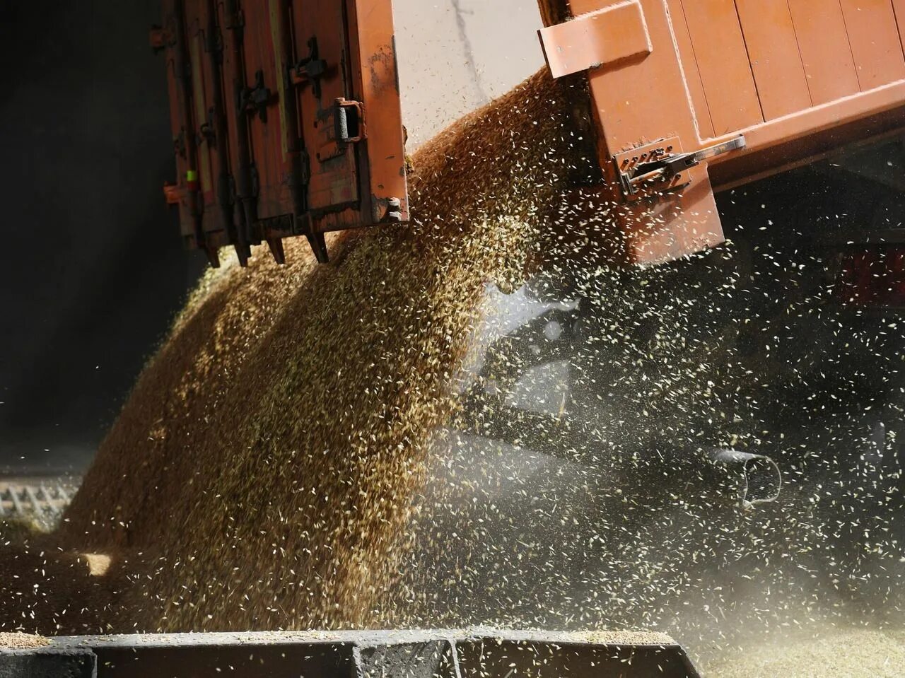 Поставить зерно. Сбор пшеницы. Арпа ячмень. Семечки для птиц. Яровая семенная пшеница.