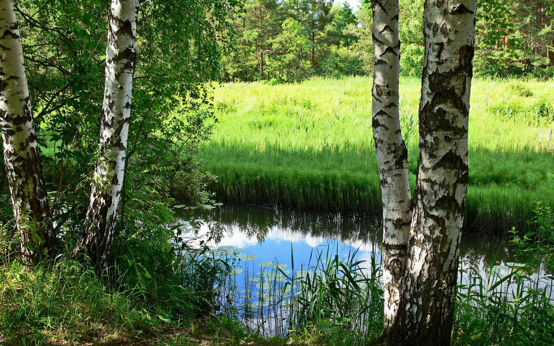 Удмуртия холмистая равнина. Автодорога березовая роща. Березовая роща омск. Березовая роща калининград. Деревня береза поле россия.