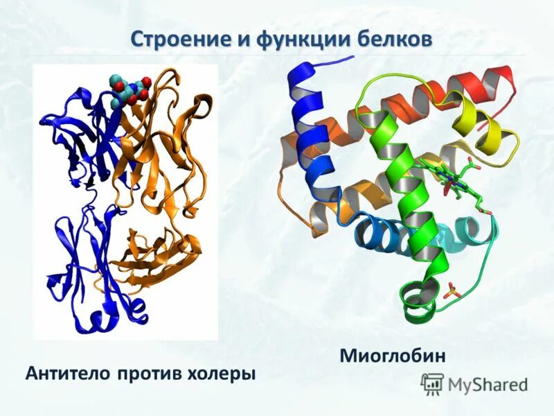 миоглобин какая функция белка