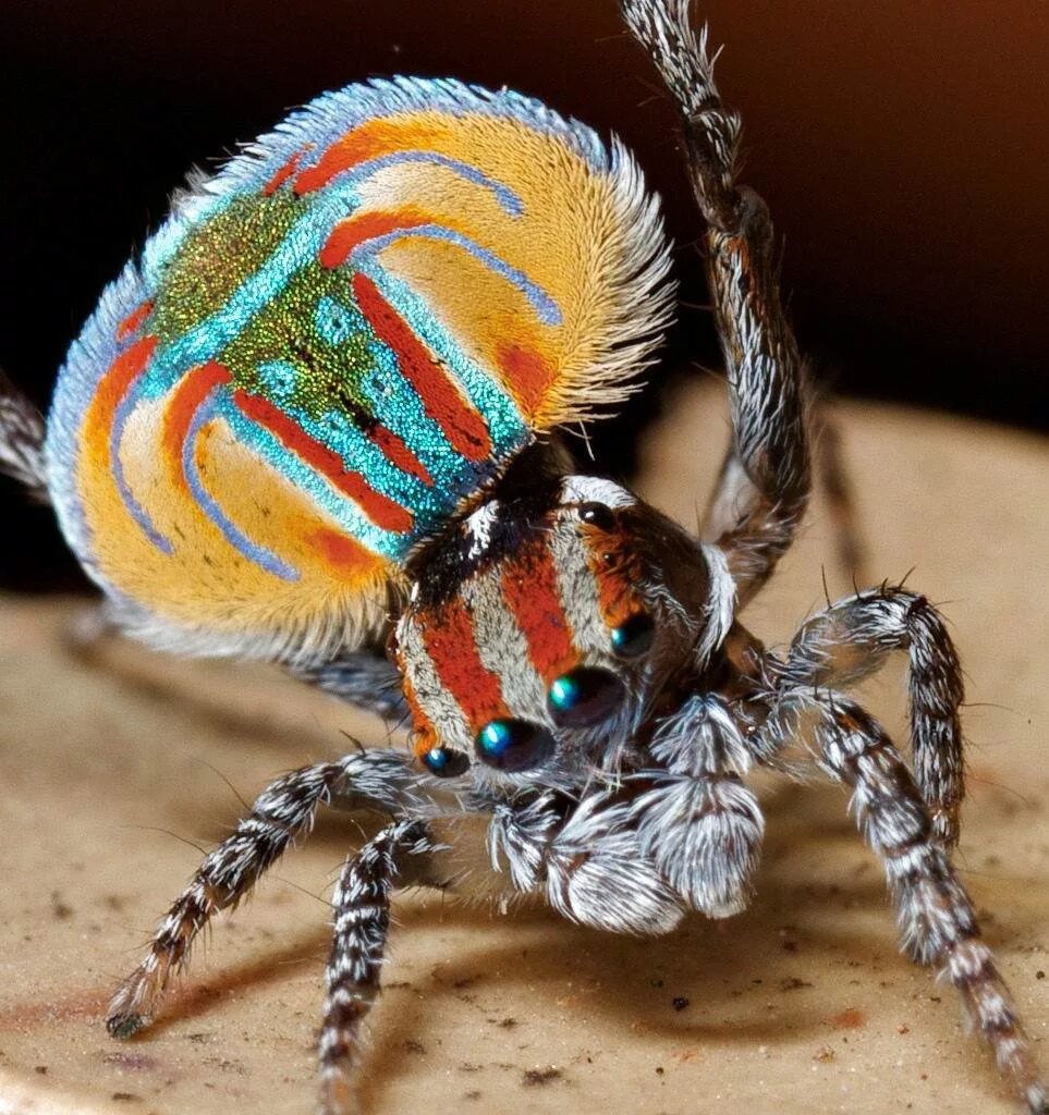 Все пауки. Паук-Павлин (Maratus volans). Паук Maratus speciosus. Маратус Воланс. Паук Павлин брачный танец.