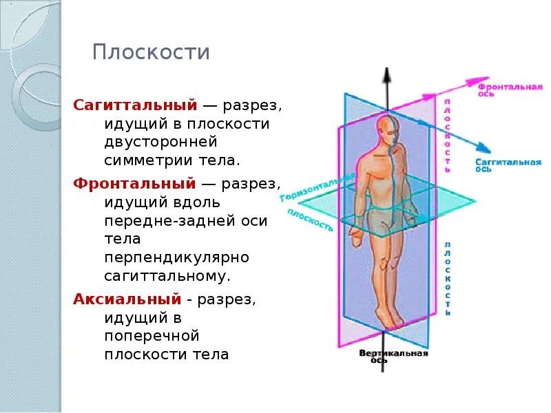 Сагиттальный размер канала норма