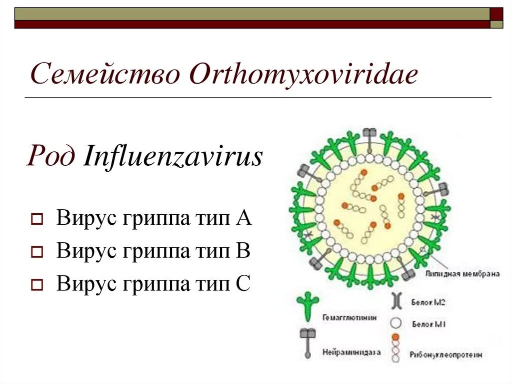 Семейство гриппа