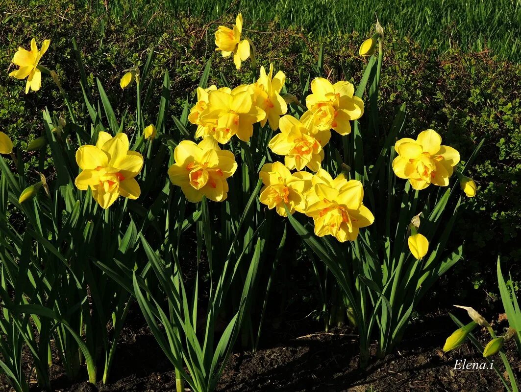 нарцисс пинк парасоль. Hope narcissus. нарцисс narcissus replete. нарцисс оранж джус. Hope narcissus.