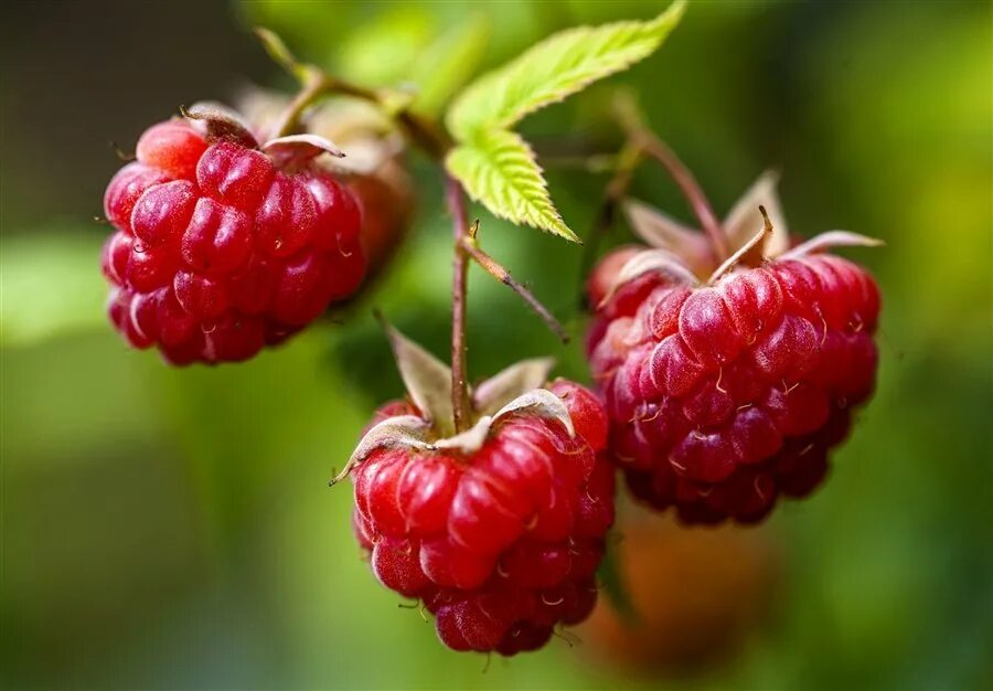 Кислая малина. Малина пурпурноплодная (японская). Кислая малина. Разные ягоды. Малина фиолетовая парпл джевел.