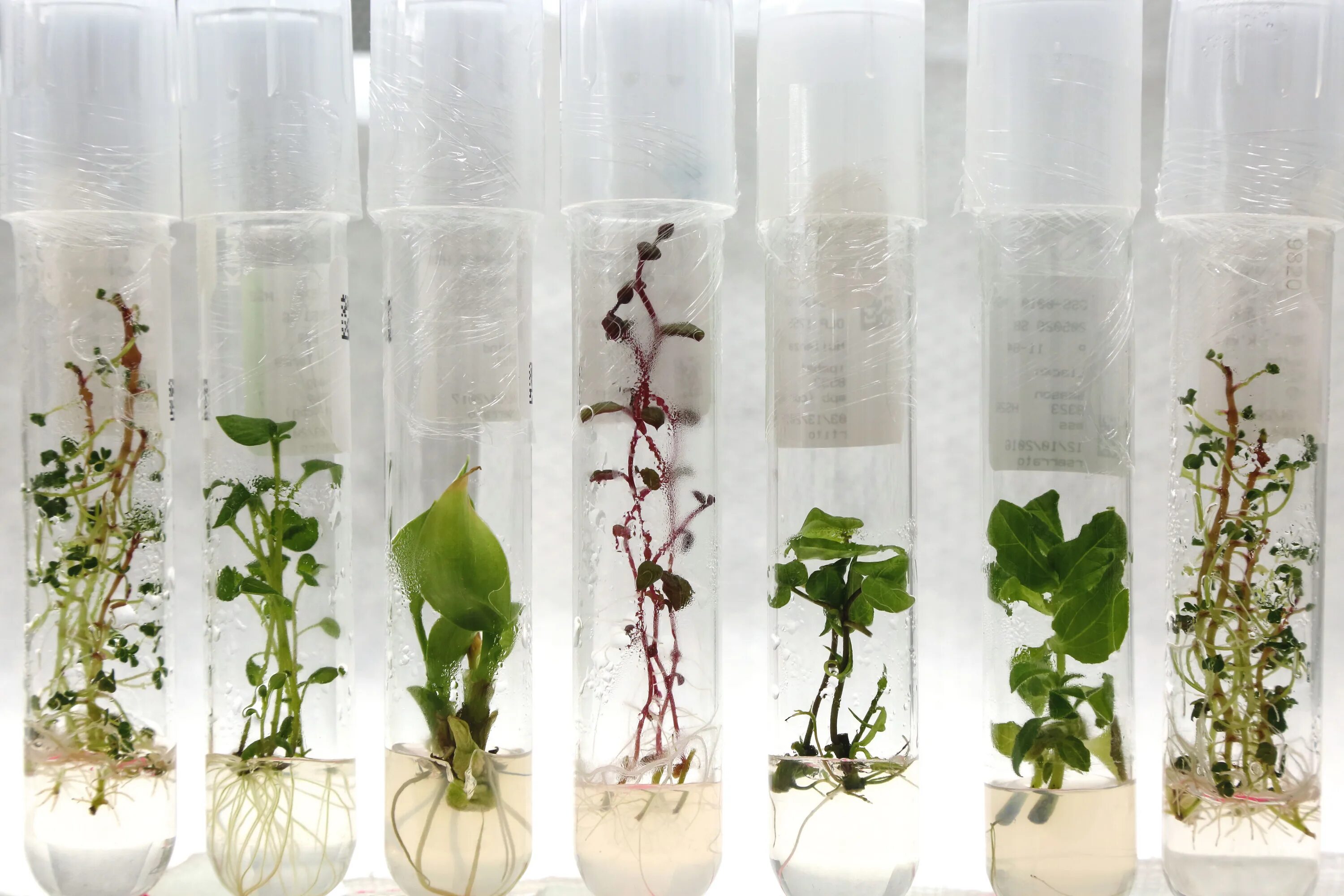 Plant culture. Клональное микроразмножение яблони. Микроклональное размножение in vitro. Микроклональное размножение картофеля in vitro. Клональное микроразмножение картофеля.