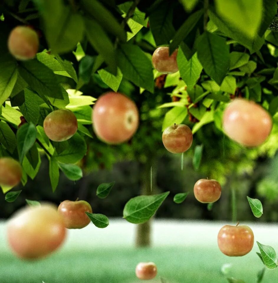 Яблоки не падают никогда отзывы. Падающее яблоко. Яблоня падает. Падающие яблоки в саду. С яблони падают яблоки.
