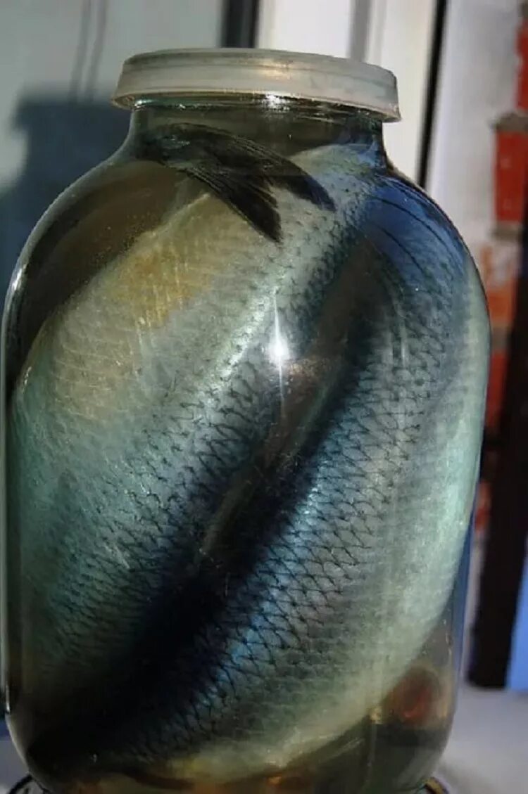 Малосольная селедка в банке. Сельдь в банке в рассоле. Сельдь соленая в банке. Селедка в банке. Посол селёдки в трехлитровой банке.