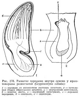 Семя внутри