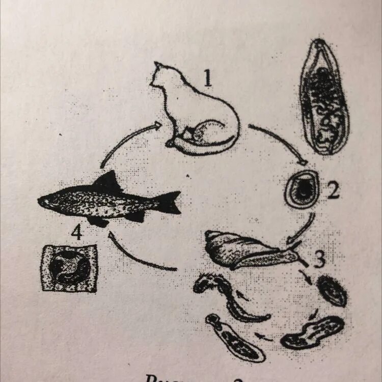 Кошачий сосальщик жизненный цикл биология. Кошачий, Сибирский сосальщик жизненный цикл. Жизненный цикл Сибирского сосальщика. Жизненный цикл кошачьего сосальщика. Сколько промежуточных хозяев имеет кошачий сосальщик