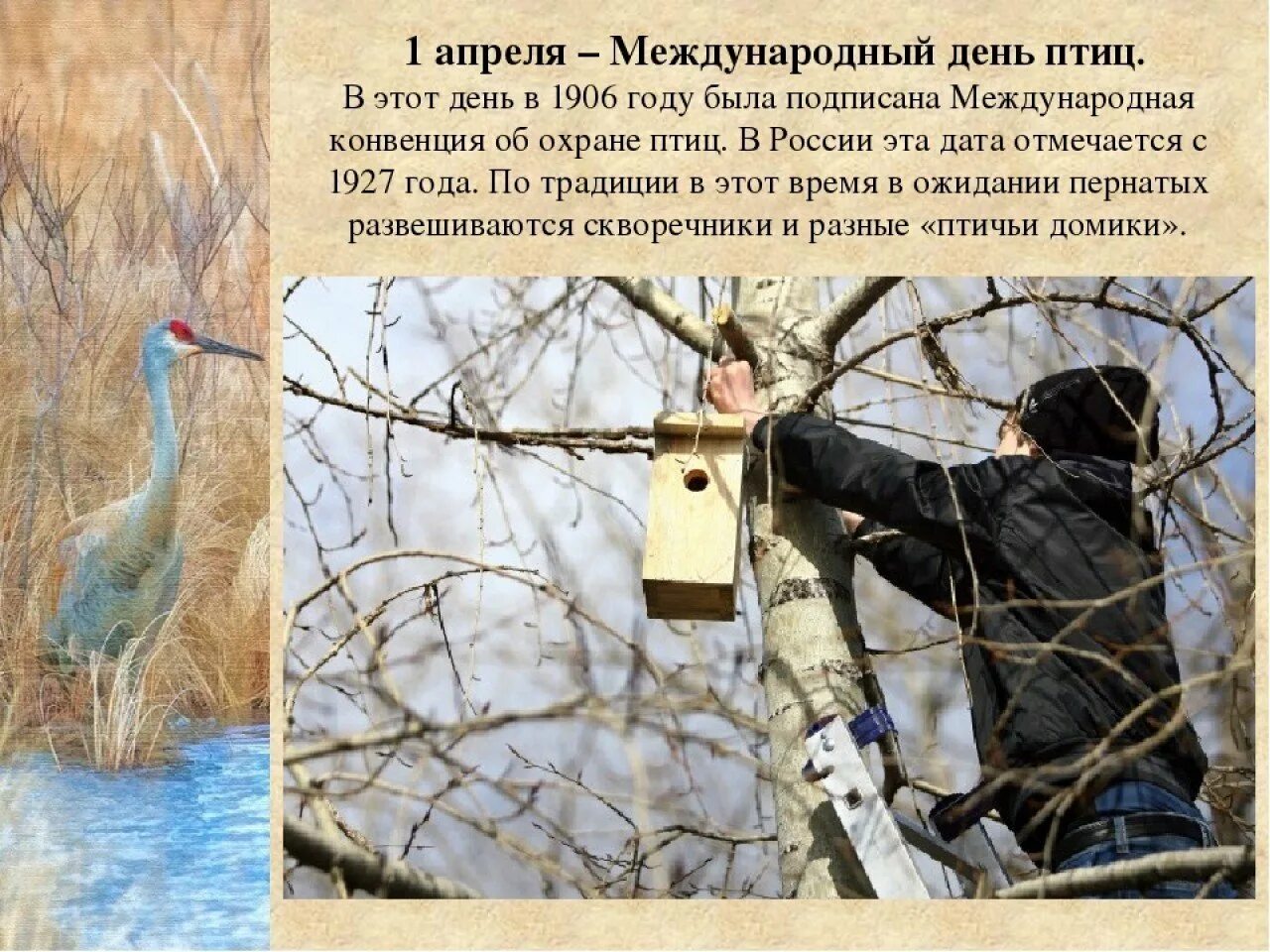 Птица история. День птиц. Международный день птиц. Международный день Пти. Международный праздник птиц.