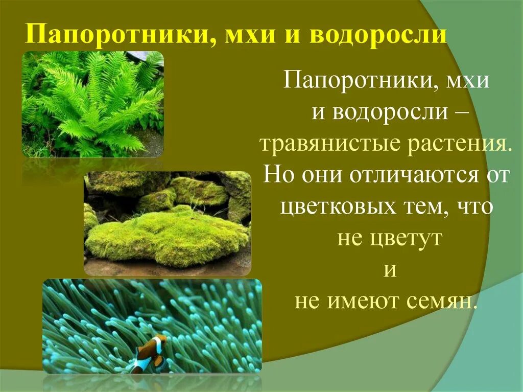 Папоротники мхи различия. Мхи и папоротники. Водоросли. Мхи. Папоротник водоросли. Папоротниковый мох.