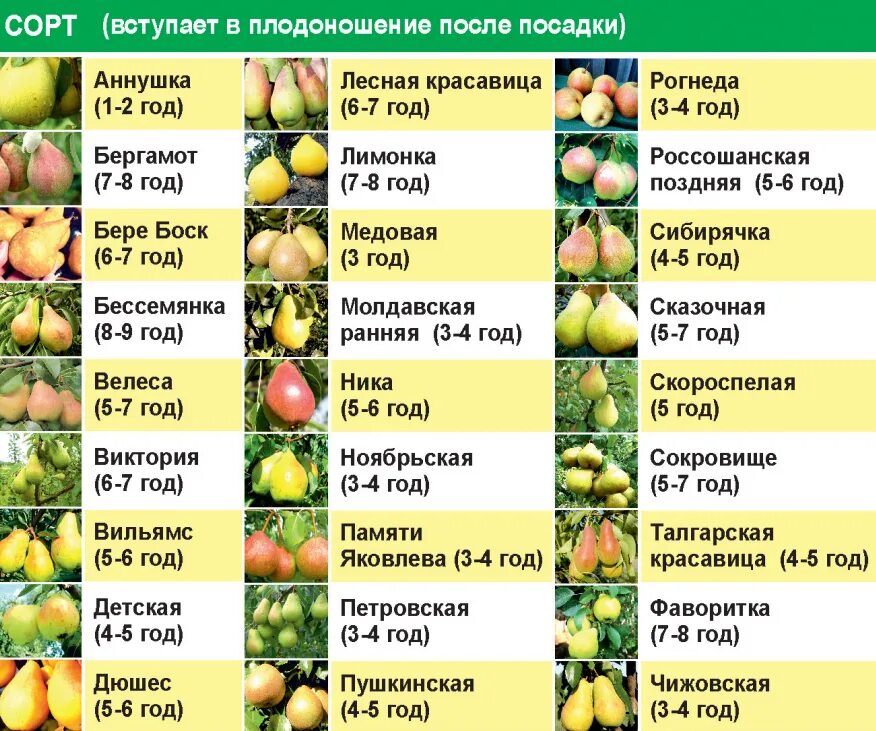 Сорта опылители яблонь таблица. Сорта груш таблица. Сорта яблок названия. Груша таблица описание сорта. Урожайность плодами