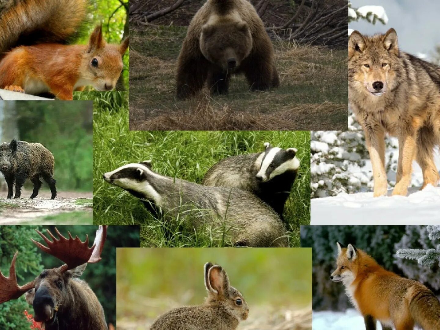 Лесные животные. Животные леса России. Лесные обитатели. Лесные звери. Какие звери находятся