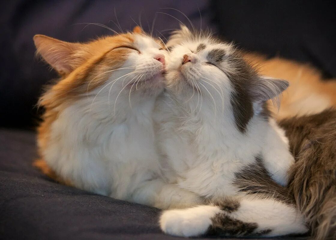 Кошечки любовь. Коты обнимаются. Котики обнимашки. Влюбленные кошки. Милые коты.