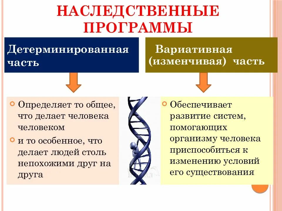 Генетическая программа человека. Наследственная программа развития. Детерминированная и вариантная части наследственной программы. Человек программа. Наследственная программа