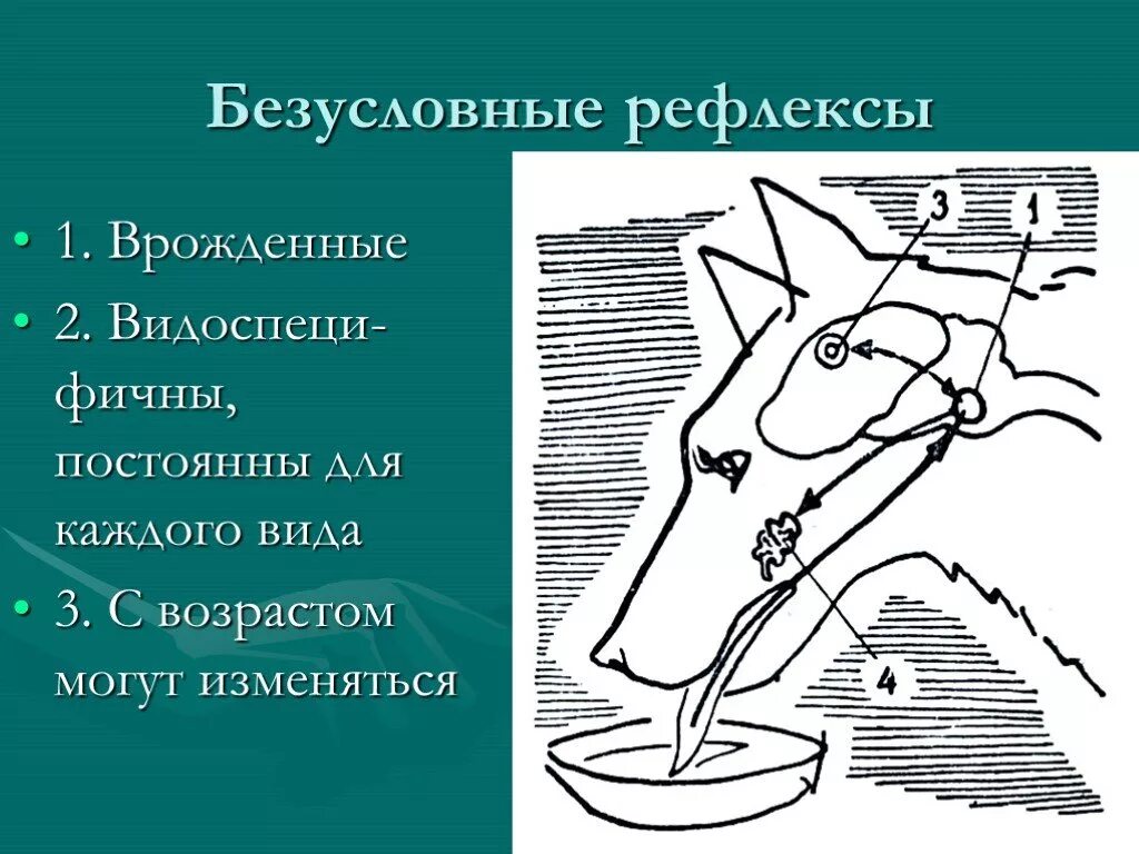 Характеристика безусловных рефлексов. Врожденные и приобретенные рефлексы примеры. Рефлексы двигательного автоматизма. Безусловные рефлексы являются врожденные передаются по наследству. Приобретенные рефлексы человека.