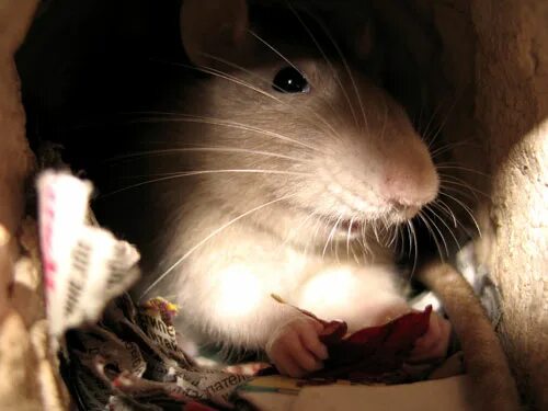 Городской и деревенский мышонок. Мышь в амбаре. Мыши в деревне. Городской и деревенский мышонок. Домик для мышей.