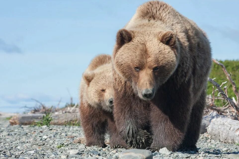 Баргузинский заповедник бурый медведь. Бурый медведь Басеги. Красивый медведь. Бурый Медвежонок.