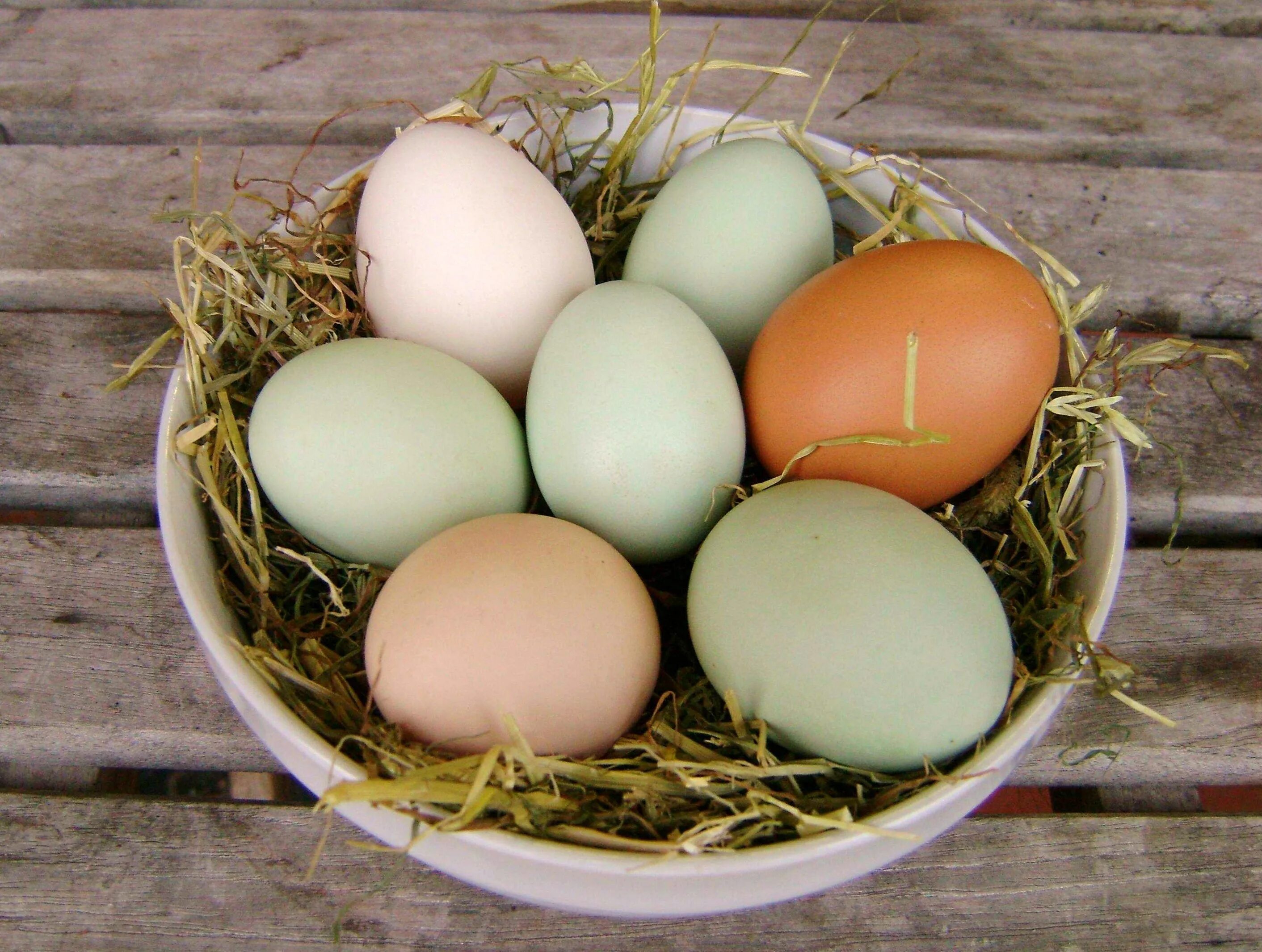 Яичная ферма. Яйца птиц. Падуаны куры яйца. Egg white. Egg москва.