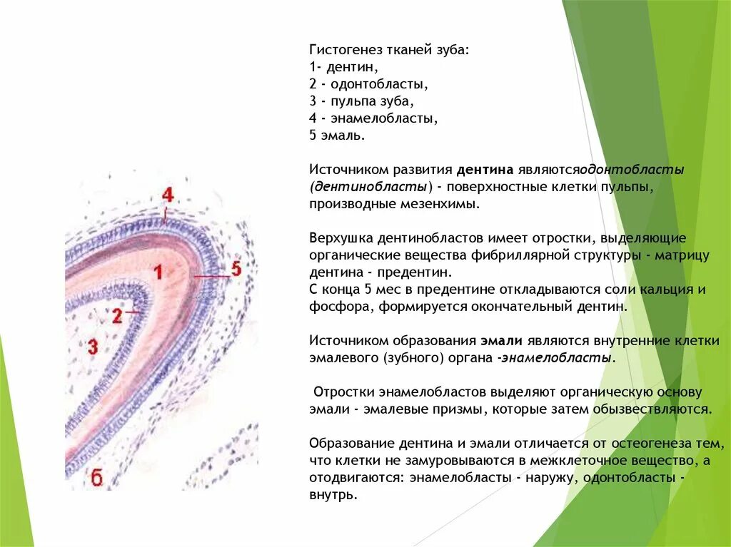 Развитие зуба тест. Гистогенез зуба пульпа гистология. третий этап гистогенез тканей зуба. поздняя стадия гистогенеза зуба.