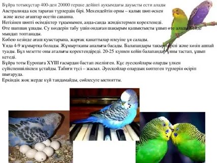 Кавказ қыздар секс ұялы телефон