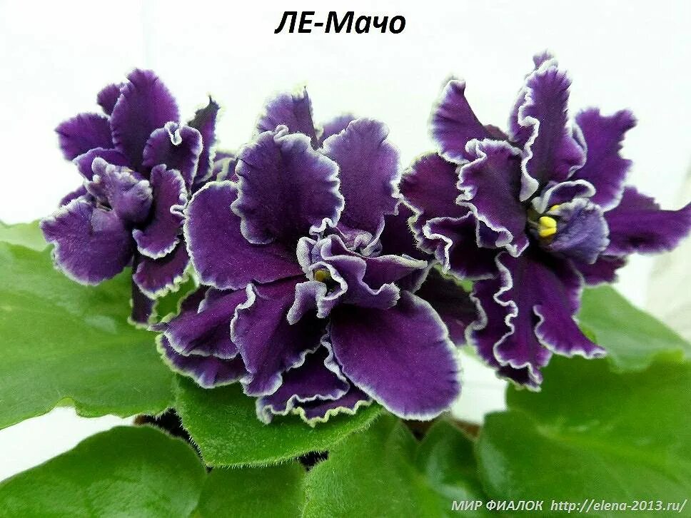 Фиалка шато брион. Ле мачо фиалка фото. Фиалка сорт мачо. Фиалка сенполия мачо. Сорт фиалки ле мачо.