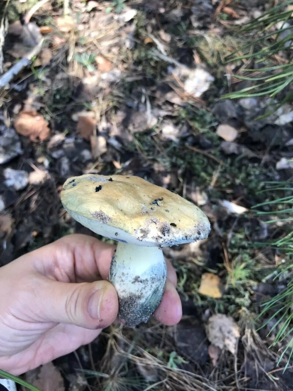 Гиропорус синеющий как готовить. Гиропорус синеющий (gyroporus cyanescens). гиропорус синеющий, синяк. гриб гиропорус синеющий. гриб синяк гиропорус.
