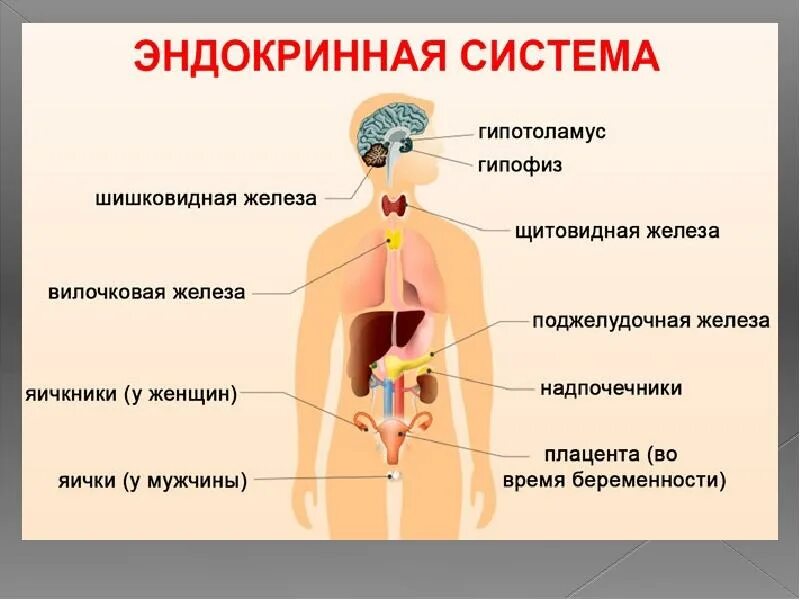 Эндокринная система человека схема. К эндокринной системе органов относят. Железы внутренней секреции анатомия человека. Органы эндокринной системы человека анатомия.