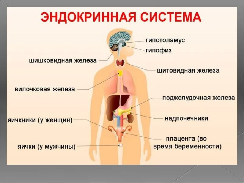 Эндокринная система желез внутренней секреции. Железы внутренней секреции анатомия. строение эндокринной системы. гормональная система человека строение. эндокринная система представлена железами внутренней секреции.