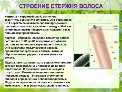 Средний слой волосяного стержня