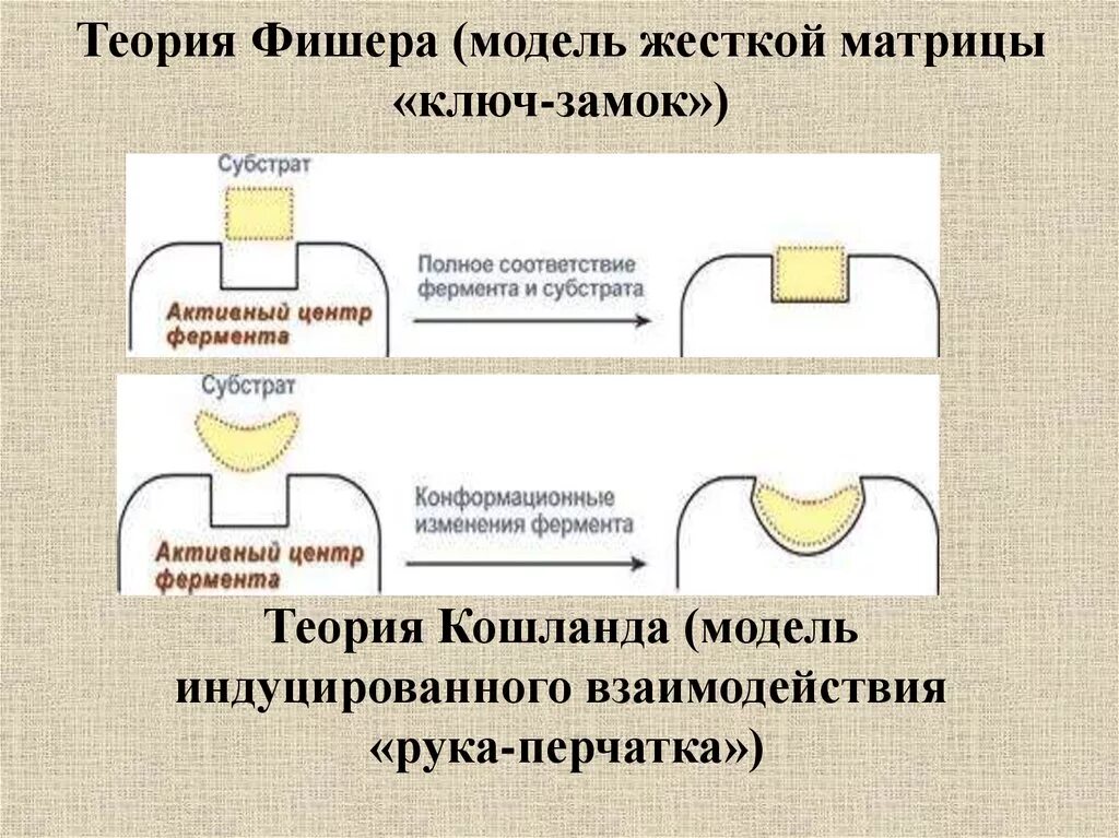 Теория Фишера и Кошланда. Теория Фишера (модель ключ-замок). Теория энзим субстратного взаимодействия Фишера и Кошланда. Теория Фишера и Кошланда биохимия.