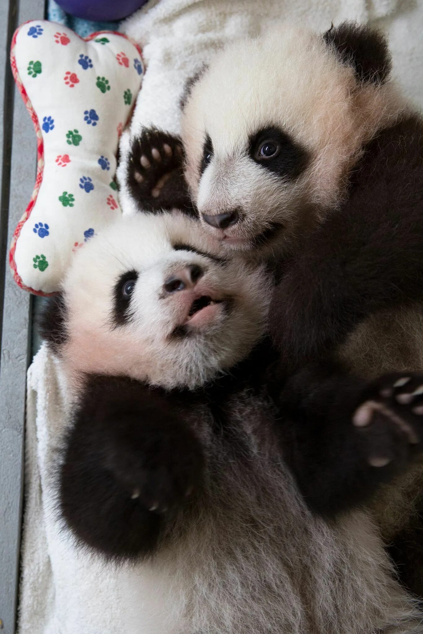 Панда детеныш москва. Панда с детёнышем. Панды с малышом. Детёныши Пан д. Панда с маленьким детенышем.