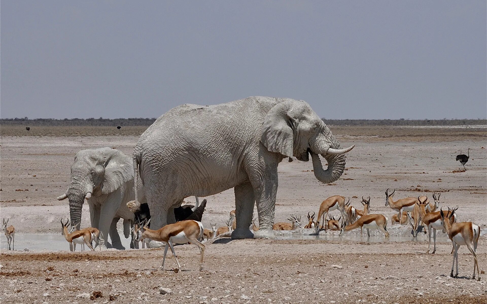Засуха животные. Слоны на водопое. Слон антилопа. Водопой животных в Африке.