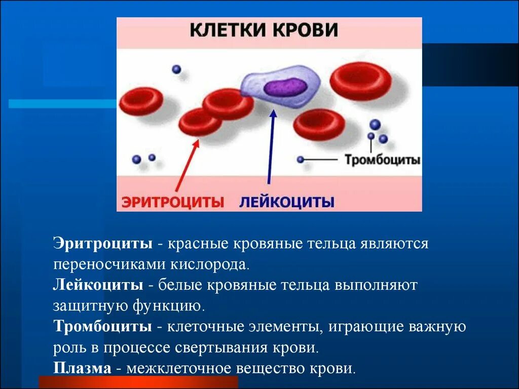 Строение и функции эритроцитов лейкоцитов тромбоцитов. Лейкоциты тромбоциты эритроциты кратко. Строение клетки эритроциты лейкоциты тромбоциты. Строение и функции клеток крови клетки лейкоциты. Элементы крови способные к фагоцитозу