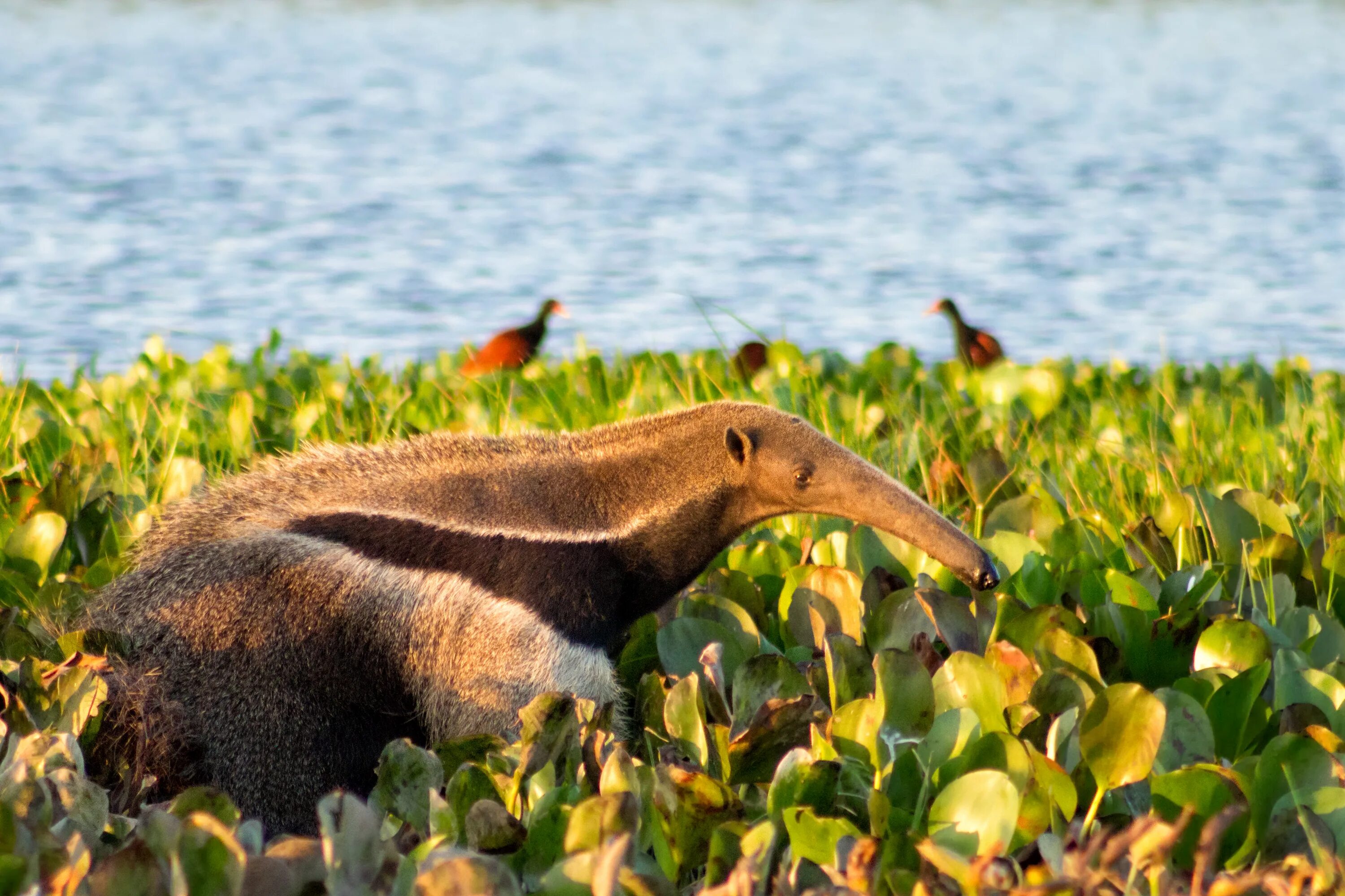 Где живет муравьед на каком. Гигантский муравьед. Giant Anteater. Тамандуа. Муравьеды млекопитающие центральной Америки.