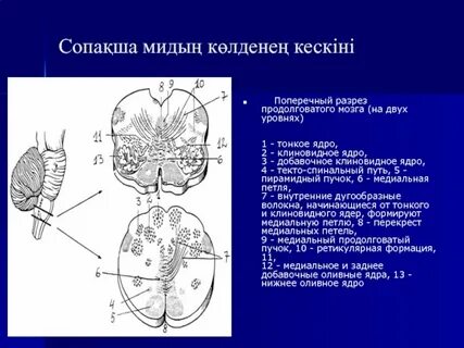 Клиновидный пучок мозга