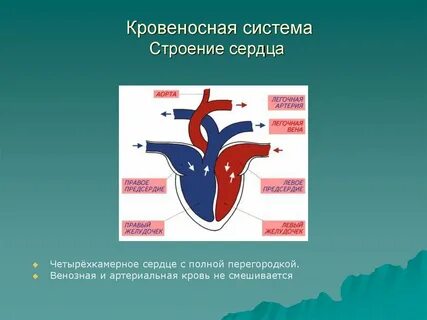 Кровеносная система сердца