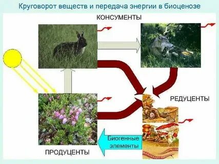 Роль редуцентов играют