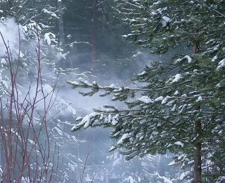 За окном бушует ветер. Метель. Метель в лесу. Зимний ветер. Снежная буря в лесу.