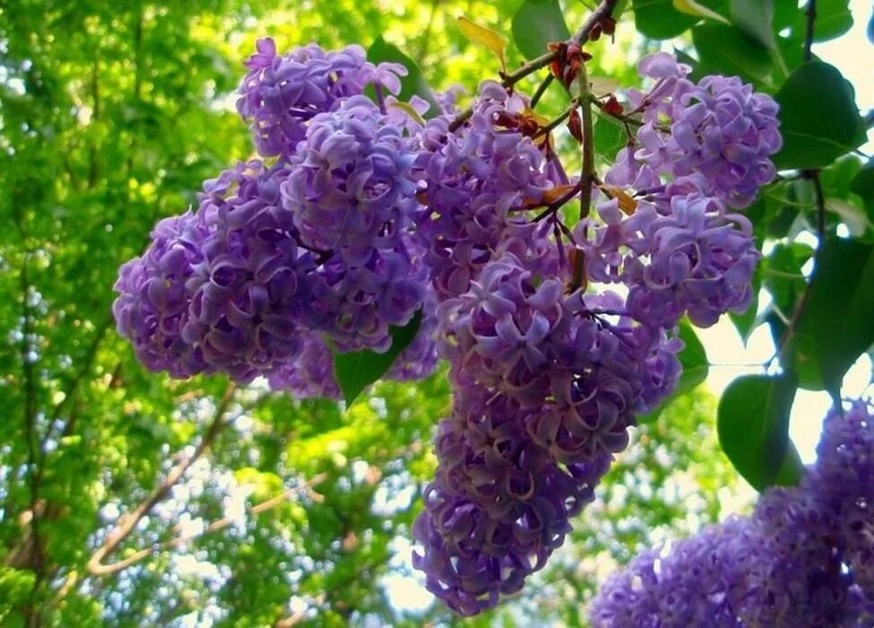 Сирень символ. Сирень великая победа. Сирень символ. Сирень символ. Сирень на белом фоне.