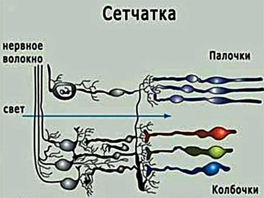 4 колбочки зрение. Строение глаза колбочки и палочки. Колбочки в сетчатке глаза. Строение колбочки сетчатки. Палочки и колбочки в сетчатке человека.