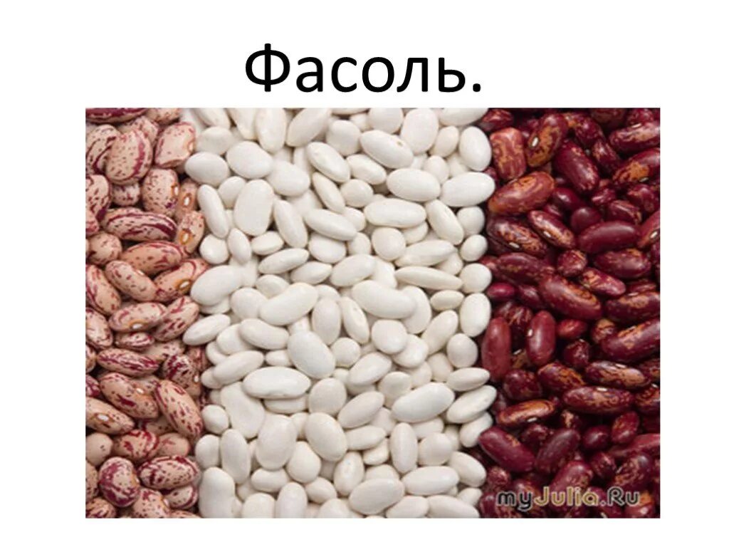 фасоль спаржевая золотая. зеленые бобы мунг. фасоль золотая шейка седек. фасоль 3 буквы. фасоль креатив.