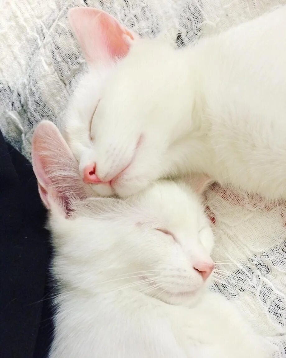 Две белые кошки