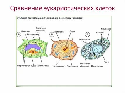 Сравнение строения клеток растений