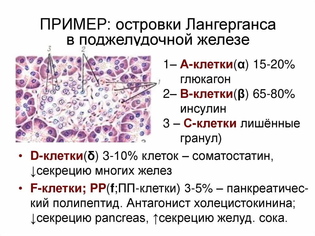 Альфа клетки островков Лангерганса продуцируют. Строение островков Лангерганса. D1 клетки островков Лангерганса вырабатывают. Клетки островков Лангерганса секретируют:.