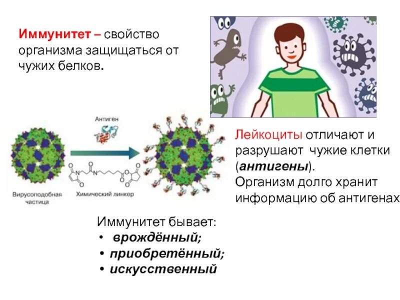 Иммунитет человека. Иммунитет органы иммунной защиты. Иммунитет человека обеспечивают:. Роль лейкоцитов в иммунной реакции организма. Формирует связь с организмом матери