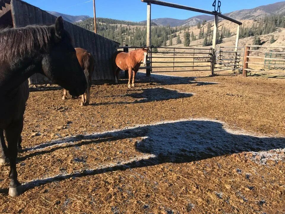 Horsevet. Конь и лошадь. Тень лошади на земле. Лошадь 18. Но лошадка.