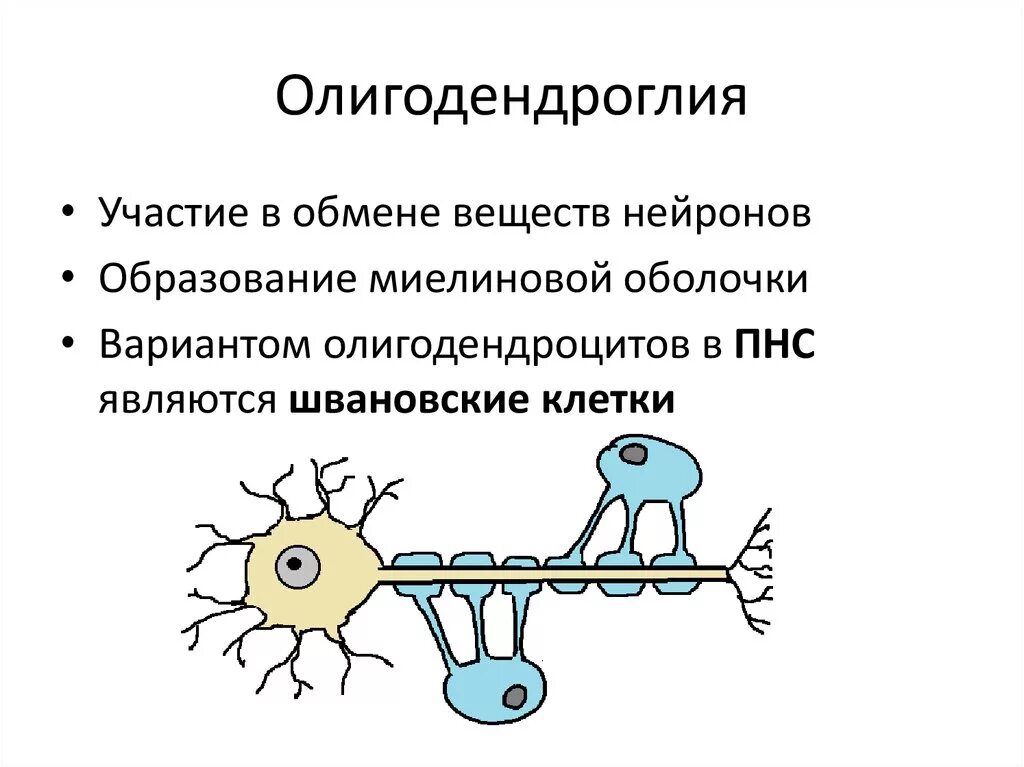 Миелиновые клетки мозга
