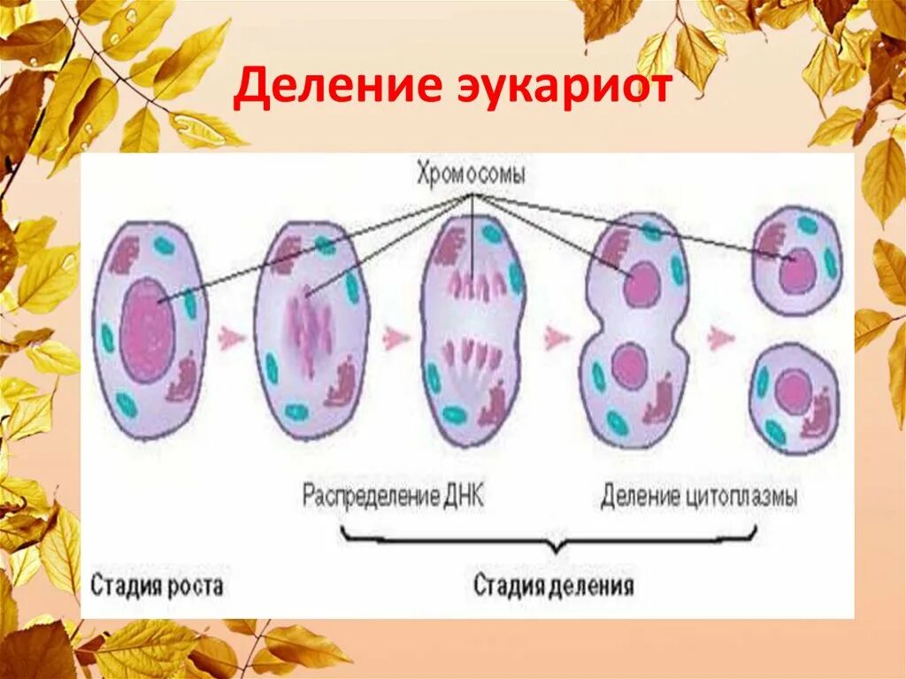 Деление клеток прокариот. Деление эукариотических клеток. Размножение эукариот. Деление эукариотической клетки. Способы деления эукариотических клеток.